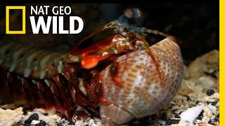 The Mantis Shrimp Packs a Powerful Punch  Nat Geo Wild [upl. by Lavinia419]