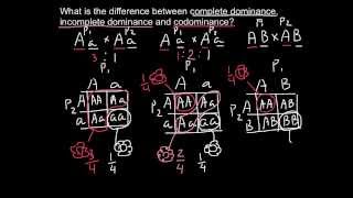 Complete Incomplete Dominance and Codominance  difference explained [upl. by Oidiple]