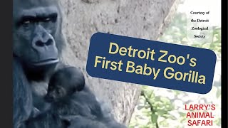 Baby Gorilla  Detroit Zoos 1st baby gorilla [upl. by Leotie]