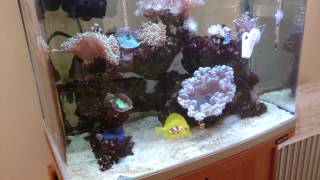 all about salinitysalt level in a reef aquarium What to do about it [upl. by Attenehs]