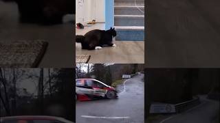 Cat Drift 🐱😂 Topnotch Driving Skills 🚘 Funny  Cat  CatDaily PetOwnerFunDrif DriftRacing [upl. by Dorothea346]