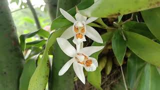 Coelogyne Nitida Orchids [upl. by Asiak]