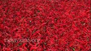 Drying Red Chilli Nandikonda Andhra Pradesh [upl. by Valentino710]