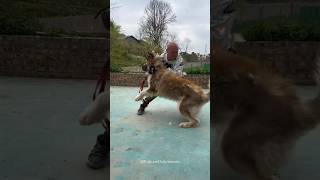 Training Big Wild Aggressive Husky 🤯 How To Train Dog 💀😱 shorts pets dog trending traineddogs [upl. by Narrad]