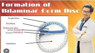 Changes in Embryoblast  Formation of Amniotic Cavity and Primary Yolk Sac [upl. by Ylle652]