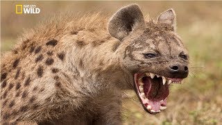 Spotted Hyena Crocuta Crocuta National Geographic Documentary HD 2017 [upl. by Gerry]