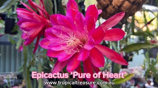 Epicactus ‘Pure of Heart’ [upl. by Larred884]