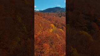 Pourquoi les Feuilles Changent de Couleur en Automne [upl. by Afihtan]