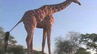 Kenyan Giraffe Finds Comfort With Humans [upl. by Denoting91]