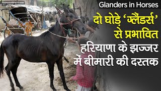 Glanders in India ‘ग्लैंडर्स वायरस ’ से दो घोड़े प्रभावित Haryana के Jhajjar में Virus की दस्तक [upl. by Kiker]