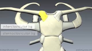 Sternoclavicular Joint  3D Anatomy Tutorial [upl. by Michele]