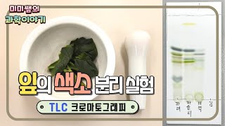 잎의 색소 분리 실험 TLC 크로마토그래피 [upl. by Eyar330]