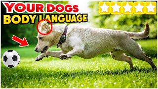 Explained 5 Ways to Read Your Dogs Body Language [upl. by Annaeoj68]