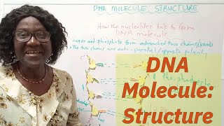 DNA Structure Explained [upl. by Arbba]