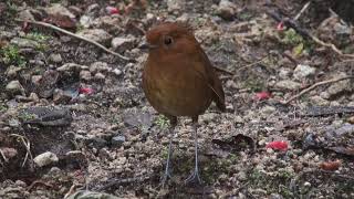 Grallaire dÉquateur Grallaria saturata Equatorial Antpitta [upl. by Lesnah744]