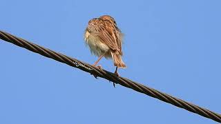 Zitting Cisticola Song [upl. by Asteria]