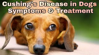 Cushings Disease in Dogs  Symptoms amp Treatment  Happypet [upl. by Nahseez340]