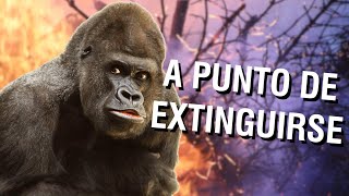 10 Animales en Peligro de Extinción Vídeos Educativos para Niños [upl. by Weathers]