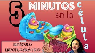 Funciones del Retículo Endoplasmático Liso [upl. by Aiceled783]