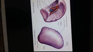 spleen 1 Intro surface anatomy [upl. by Vitia271]