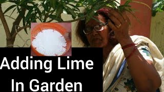 Adding LIME in Garden  Add lime to vegetable garden  Use Lime Save woody tree from Termite Fungus [upl. by Strepphon]