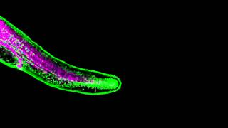 Zebrafish fin development [upl. by Zebe]