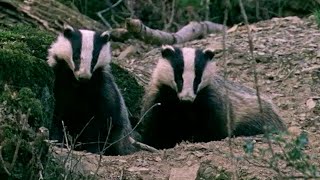 Its a Badger Brawl  Natural World  Badgers  Secrets Of The Sett  BBC Earth [upl. by Iohk]