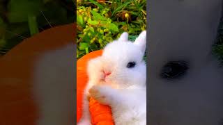 New viral effect shortsvideo viral shorts cute shortvideos cuteanimal trendingforyou [upl. by Christmann569]