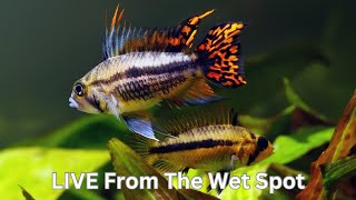 Live From The Wet Spot  Cool Fish and Giveaways [upl. by Drawoh]