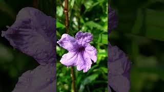 Ruellia Tuberosa flowershorts gardening ytshorts beautiful [upl. by Glynas]