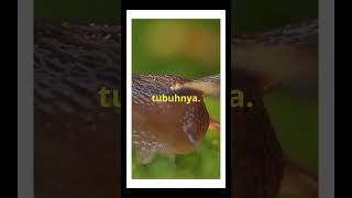 quotAbout Snailquot Part 18 facts animals snail [upl. by Trula]