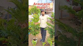 Araucaris Big Size Show Plant  खूबसूरत पौधे जिसे अपने बगीचा में जरुर लगाएं youtubeshorts plants [upl. by Mick131]