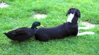 Dog being pecked by duck [upl. by Zetroc]