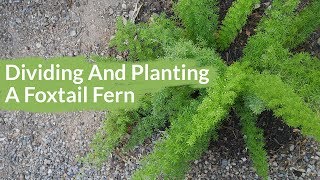 Getting 2 Plants From 1 Dividing amp Planting A Foxtail Fern  Joy Us Garden [upl. by Annirtak]