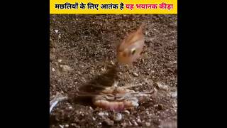 Bobbit Worm 😲 समुद्र का एक भयानक कीड़ा shorts youtubeshort shortvideo viralshort [upl. by Plato]