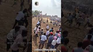 Jallikatu 2k24 chittoorjallikattu chittoor trending tirupathi youtubeshortsytshorts bullsrace [upl. by Pendergast982]