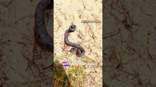 Cobra Ecchadhari Nag or Nagin 🐍।। kingkobra zoo bengaluru short trending [upl. by Seleta]