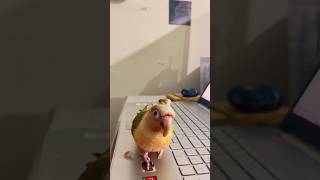 Hey 👋🏻🦜 shorts youtubeshorts parrot [upl. by Elyad]