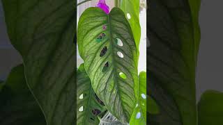 Tips to grow tropical houseplant Monstera Siltepecana El Salvador to maturity and get fenestration [upl. by Landers]