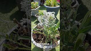 Pruning a Cineraria and planting Osteospermum in a UK garden [upl. by Ydnor780]