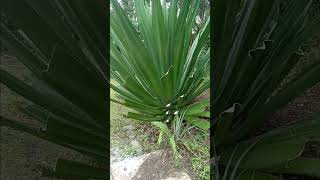 casaagavepr agave update [upl. by Meehyr]