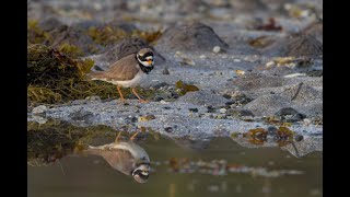 Photographing shorebirds [upl. by Asennav]