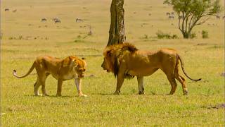 Savane Menace au sein du clan [upl. by Prichard]