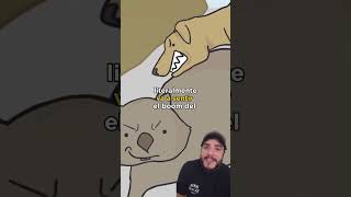 Retaguardia poderosa wombat biologia animals curiosidades twerk twerking shorts viralvideo [upl. by Debbra382]