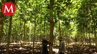 Bosques de teca Yucatán  Conexión Milenio [upl. by Indys]