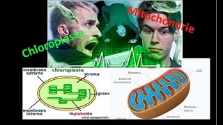 Mais que sont vraiment les chloroplastes et les mitochondries  réponse à la vidéo de Squeezie [upl. by Solahcin188]