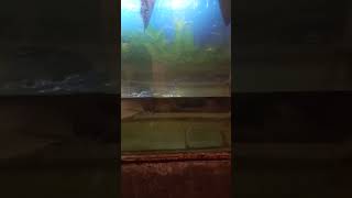 My silver arowana Feeding time12 netholianchovy [upl. by Sone]