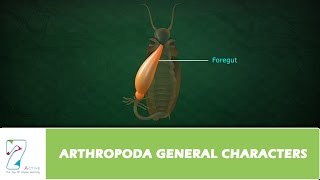 ARTHROPODA GENERAL CHARACTERS [upl. by Juliana]