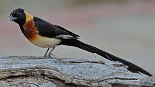 Burung Master  LongTailed Paradise Whydah Vidua Paradisaea [upl. by Neehs]