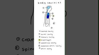 Anatomical Terms  Body Cavities [upl. by Esalb]